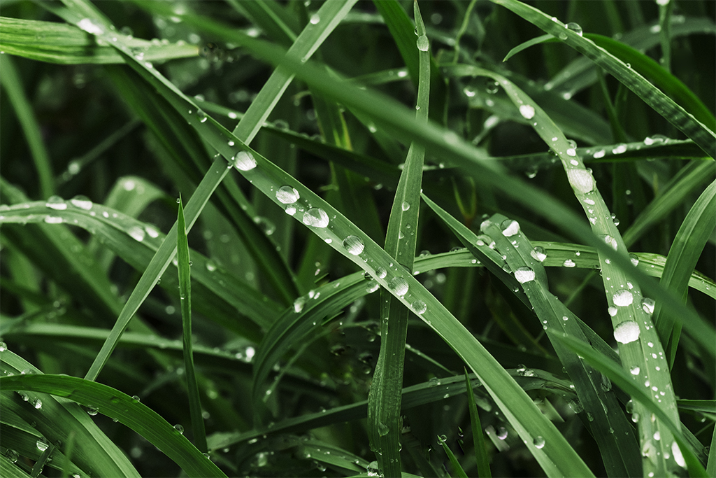 zielona trawa po deszczu