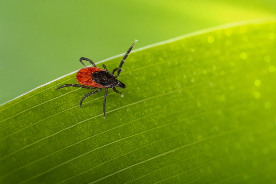seminarium-naukowe-polskiego-towarzystwa-badan-nad-kleszczami_
